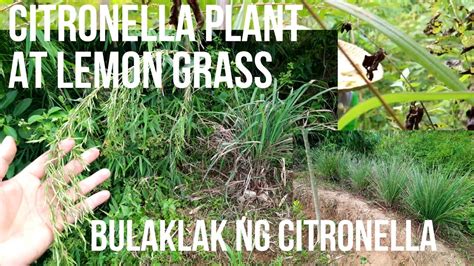 CITRONELLA PLANT AT LEMON GRASS (Mahalaga sa Farm .